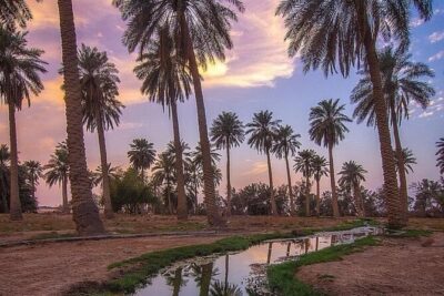 A tour in Al Ahsa the largest Oasis in the world