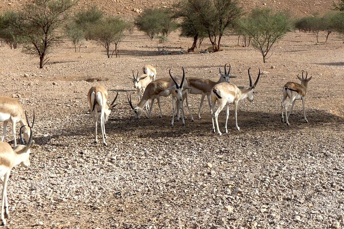 Edge of The World & Deer Reserve Off-road 4x4 Car Tour in Riyadh - Is $80 good value?