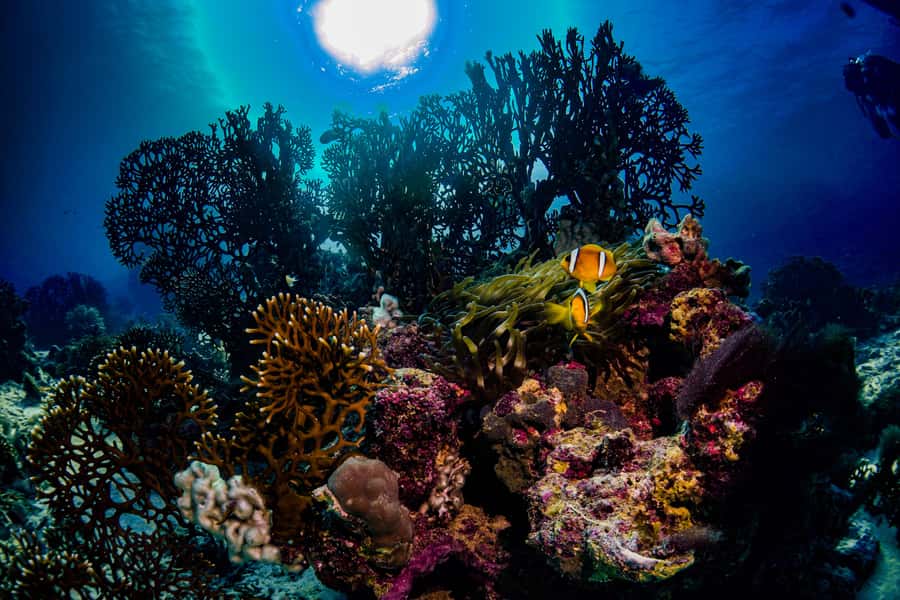 From Jeddah: Boat Trip and Diving for Certified Divers - The break, snacks, and short meal stop