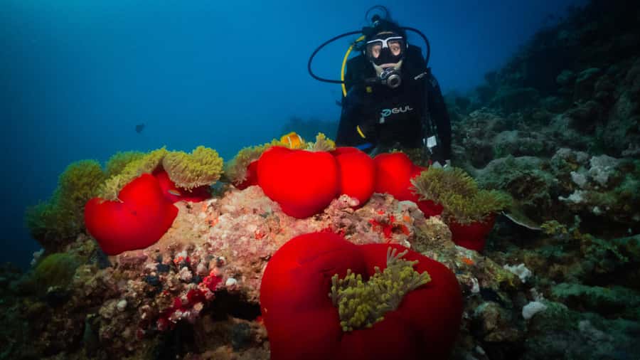 From Jeddah: Boat Trip and Diving for Certified Divers - What the Red Sea sites may offer