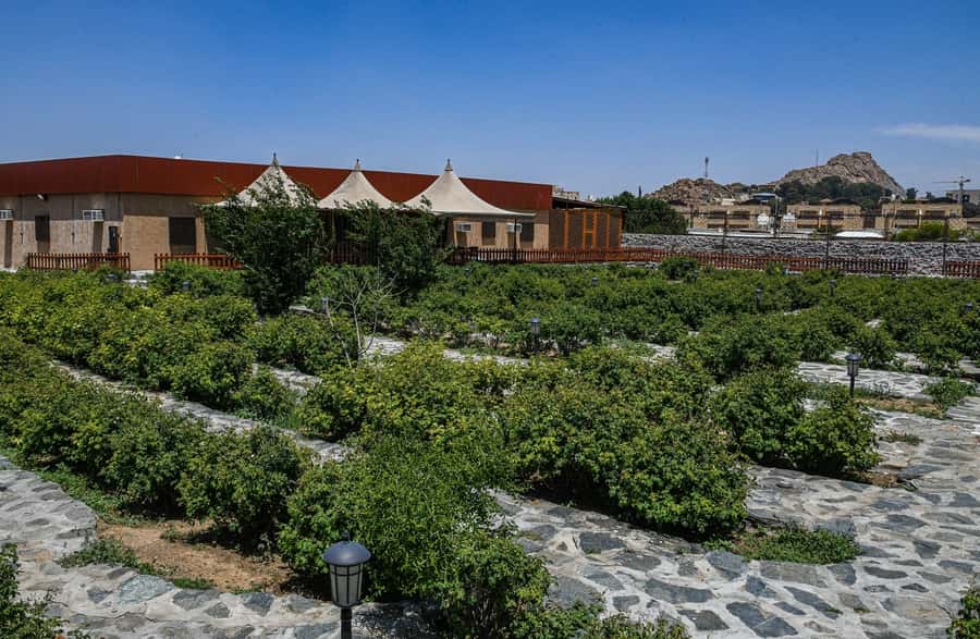 From Jeddah: Taif Exploration Tour with Lunch - Is $131 a fair price?