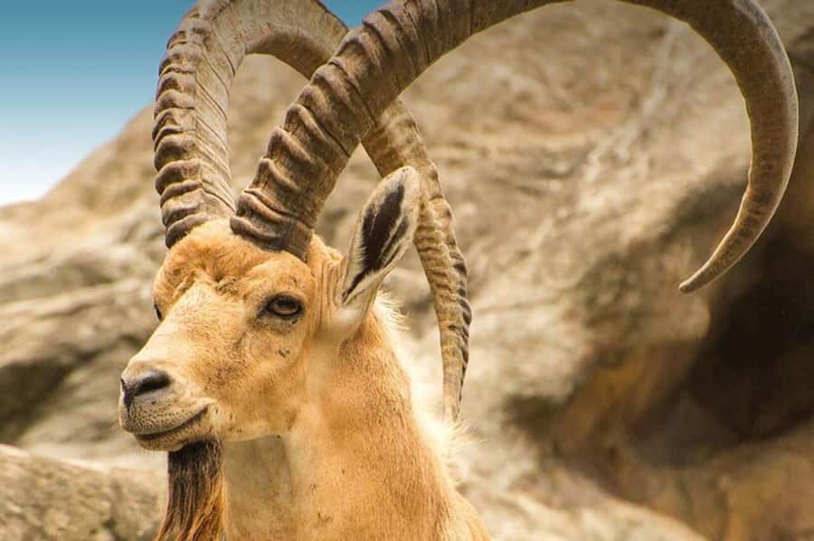 Hegra Tour: AlUla’s No.1 Haven For Nature, Wildlife Lovers - A different way to experience Hegra