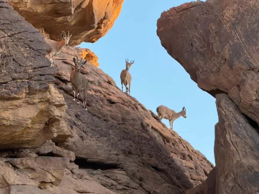 Hegra Tour: AlUla’s No.1 Haven For Nature, Wildlife Lovers - What the two-hour schedule really gives you