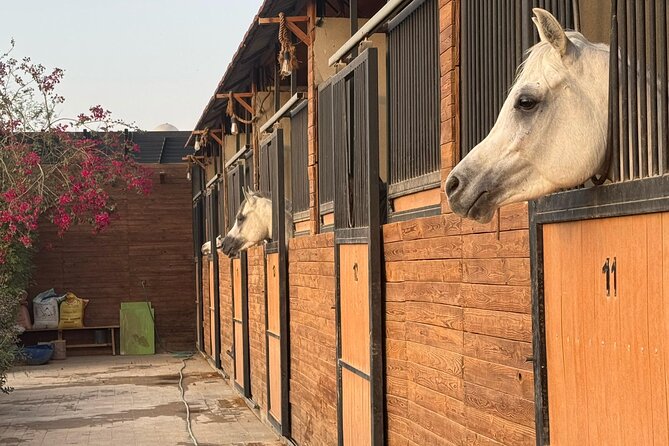 Horse Riding Experience in Riyadh | Tanomah | Jeddah | Al Ula - What to bring and what is missing