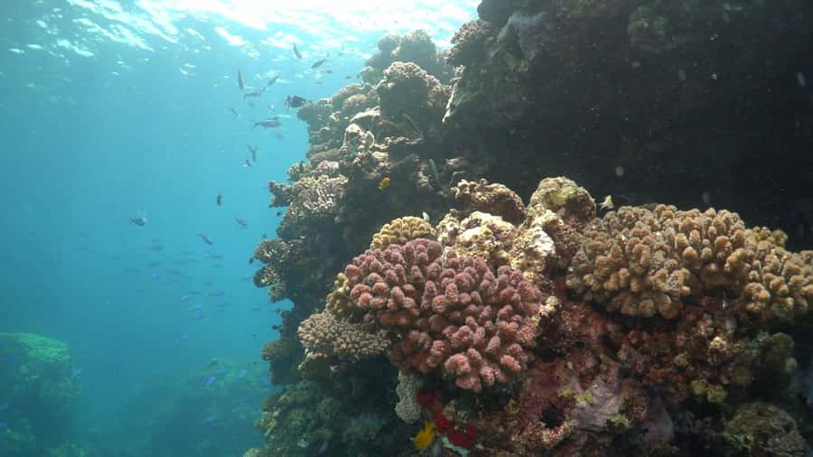 Jeddah: Bayada Leisure Boat Trip with Snorkeling - Bayadah Island and the shallow reef