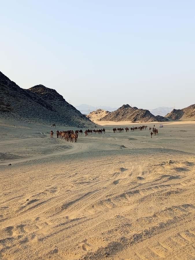 Jeddah Desert Safari: Quad Biking, Camel Farm & Sunset Views - Tea, then the ride back