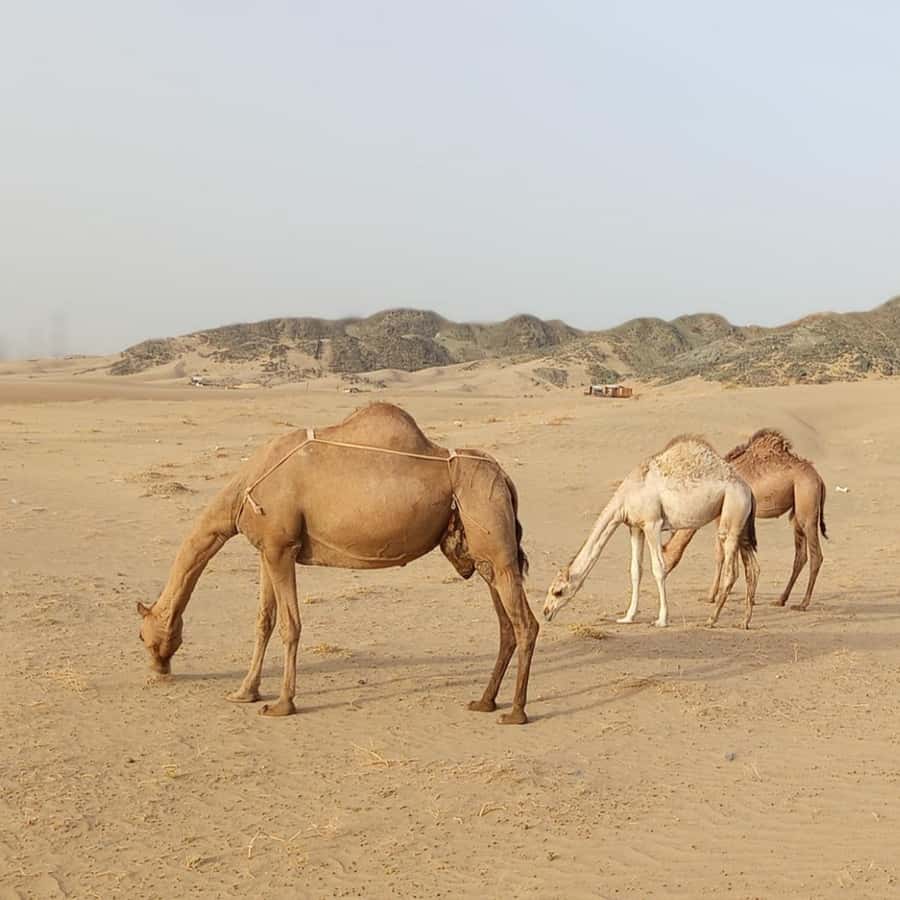 Jeddah Desert Safari: Quad Biking, Camel Farm & Sunset Views - Is $221 per person good value?
