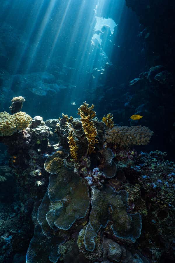 Jeddah: Guided Snorkeling Trip with Snacks and Drinks - Second reef stop and changing sea conditions