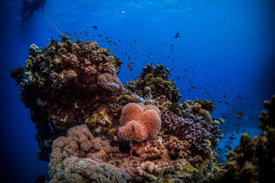 Jeddah: Guided Snorkeling Trip with Snacks and Drinks - Is $110 a fair price?