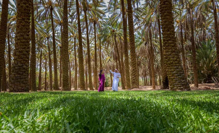 Oasis Adventure in Alula - Why AlUla’s Oasis Matters
