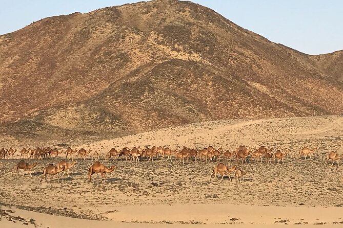 Private Morning Desert Safari with Quad Bike Tours Jeddah - Who should book this morning safari?