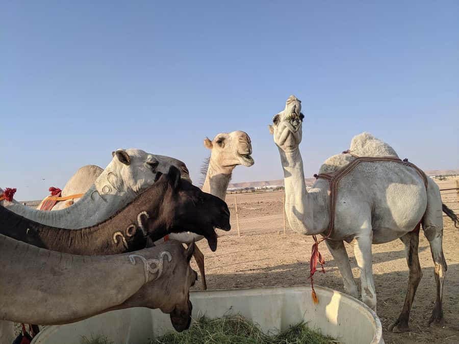 Riyadh: Edge of The World with dinner & Campsite Shared Tour - Sunset over the Tuwaiq Mountains