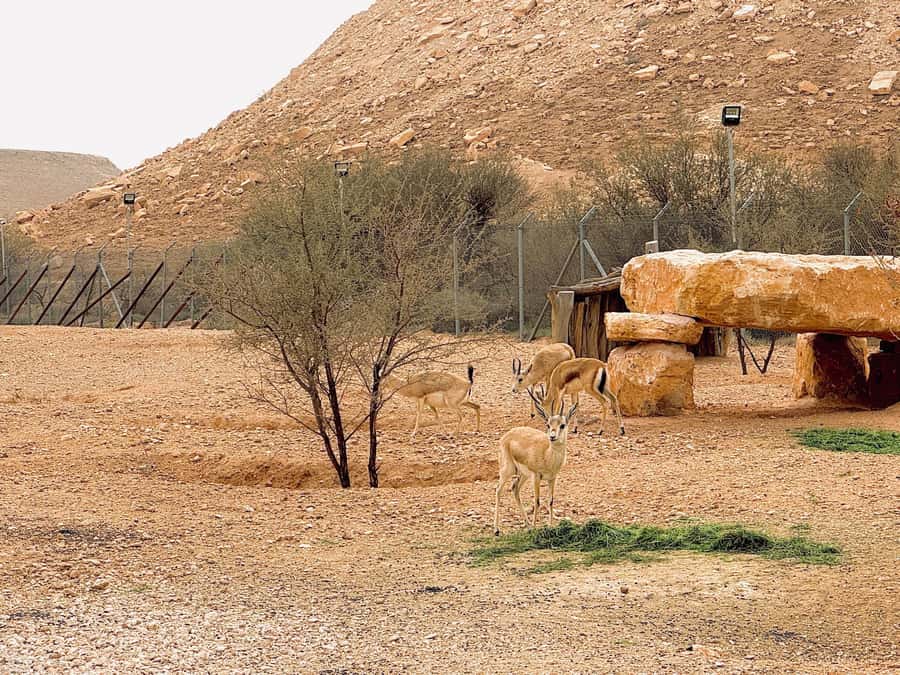 Riyadh Sunset Edge of the World & Deer Reserve 4WD Adventure - Walking the Tuwaiq peaks safely