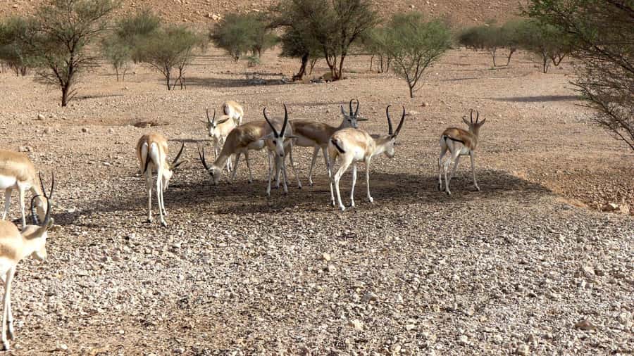 Riyadh Sunset Edge of the World & Deer Reserve 4WD Adventure - The ride from Riyadh and what the 4x4 changes